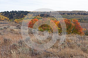 September landscape with colorful aspens