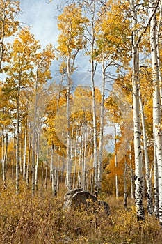 September landscape with golden aspen trees