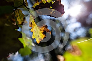 September oak leaves
