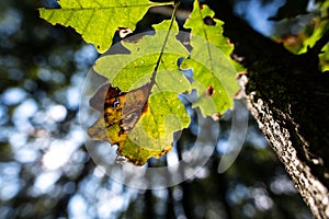 September oak leaves