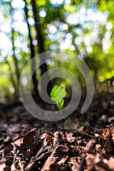September oak leaves