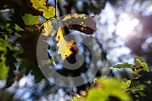 September oak leaves