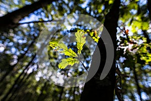 September oak leaves