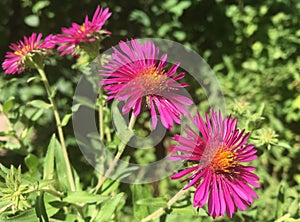 September Ruby Aster Aster novae-angliae `Septemberrubin`