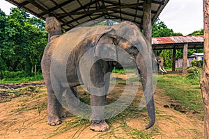 September 09, 2014 - Trained elephant in Chitwan National Park,
