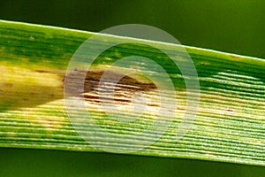 Septoria blotch disease of wheat