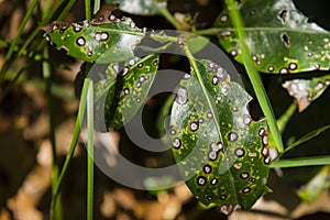 Septoria Leaf Spot/Leaf Rust