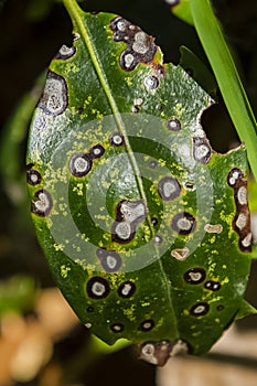 Septoria Leaf Spot/Leaf Rust Close-up