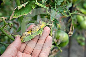 Septoria leaf spot on tomato. damaged by disease and pests of tomato leaves photo