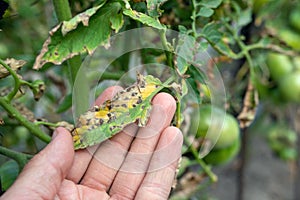Septoria leaf spot on tomato. damaged by disease and pests of tomato leaves