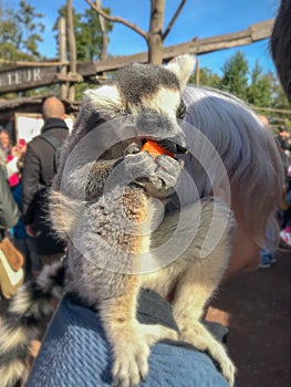 Ring-tailed lemur sitting on the shoulder of a older woman while eating a piece of carrot, at the wildlife park Pairi Daiza in