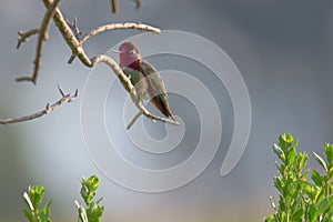 Allens Humming Bird