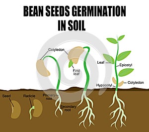 Sequence of bean seeds germination