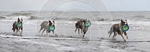 Sequence of border collie dog running with a frisbee