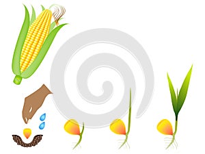 Sequence of a corn plant growing isolated on white.