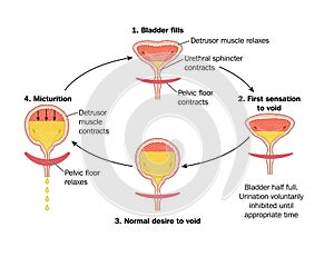 Sequence of events in voiding the bladder