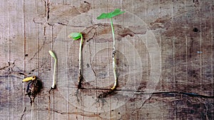 Sequence of germination baby plants growing up