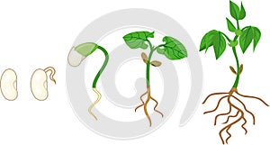 Sequence of growth stages of bean germination: from seed to young sprout with green leaves and root system