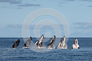 Sequence of humback whale calf breaching in polynesia