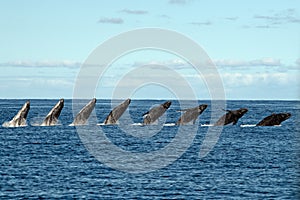 Sequence of humback whale calf breaching in polynesia