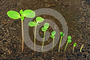 Sequence of Impatiens balsamina flower growing