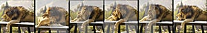 Sequence of photos showing father lion bonding with his cub.