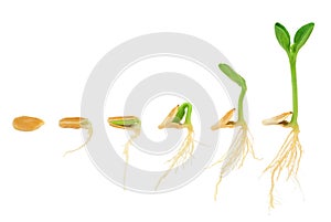 Sequence of pumpkin plant growing isolated photo