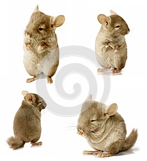 Sequence shot of chinchilla isolated photo