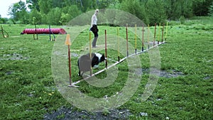 Sequence with slow motion racing in competition, animal agility race with dog running and doing slalom. Sequence with