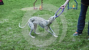 Sequence with slow motion racing in competition, animal agility race with dog running and doing slalom. Sequence with