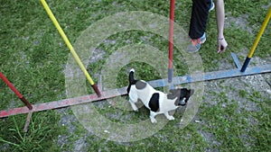 Sequence with slow motion racing in competition, animal agility race with dog running and doing slalom. Sequence with