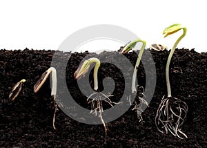 Sequence of sprouting sunflower beans photo