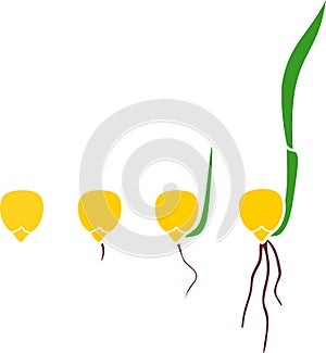 Sequential stages of corn maize seed germination