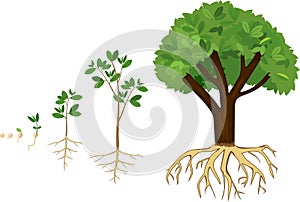 Sequential stages of growth of plant from seed to tree.