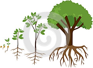 Sequential stages of growth of plant from seed to tree.