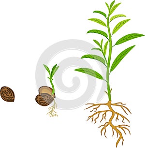 Sequential stages of peach seed germination