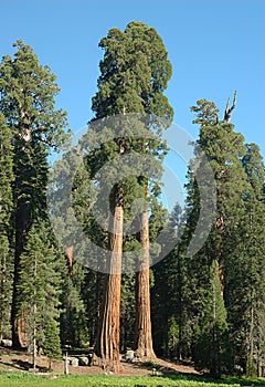 Sequoia 4