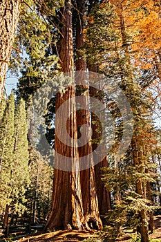 Sequoia on the edge of the forest in the Sequoia National Park