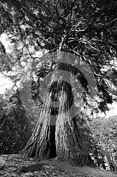 Sequoia with extending branches