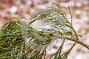 Sequoia foliage close-up