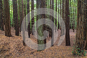 Sequoia Forest of Cabezon de la Sal