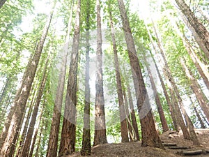 Sequoia forest in Cantabria photo