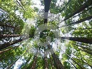 Sequoia forest in Cantabria photo