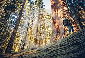 Sequoia Forest Exploring