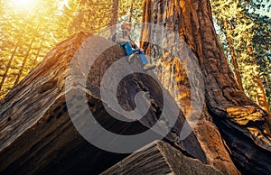 Sequoia Forest Hiker