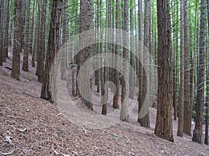 Sequoia forest, Monte Cabezon, Cabezon de la Sal