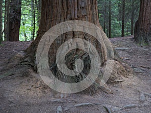 Sequoia forest, Monte Cabezon, Cabezon de la Sal, Cantabria