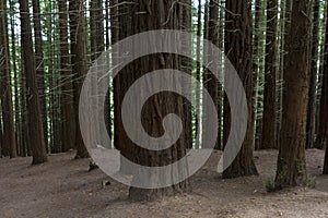 Sequoia forest, Monte Cabezon, Cabezon de la Sal, Cantabria