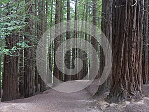 Sequoia forest, Monte Cabezon, Cabezon de la Sal, Cantabria