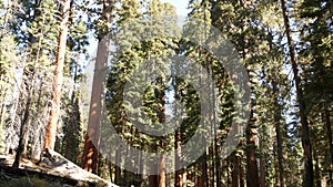 Sequoia forest, redwood trees in national park, Northern California, USA. Old-growth woodland near Kings Canyon